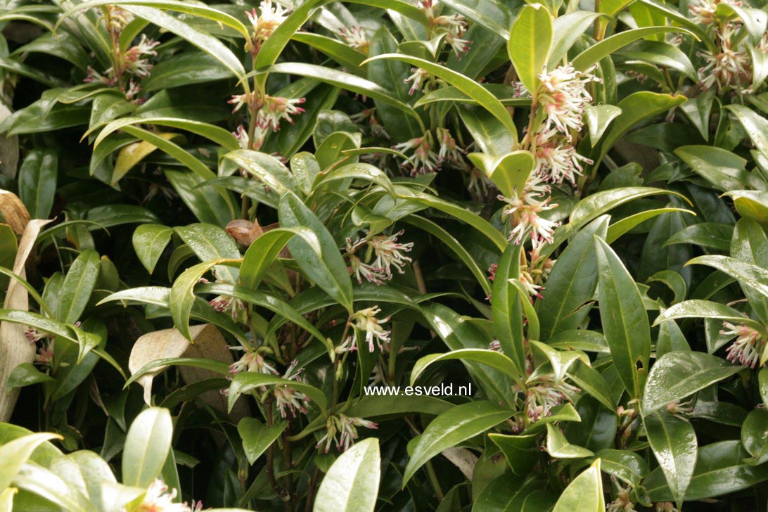 Sarcococca hookeriana humilis