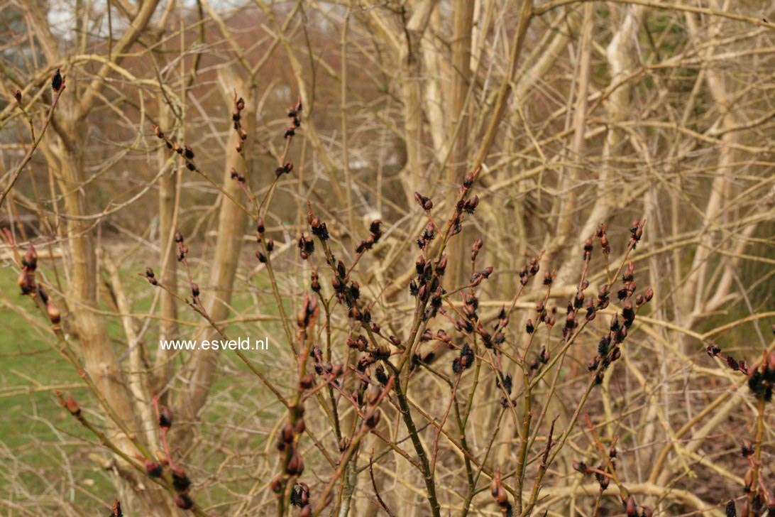 Salix melanostachys