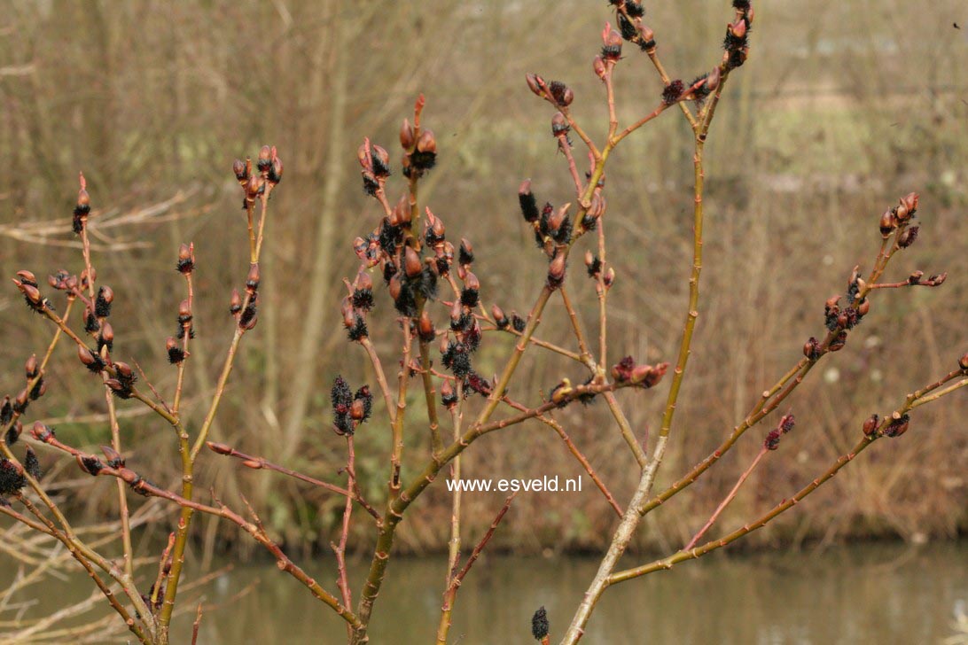 Salix melanostachys