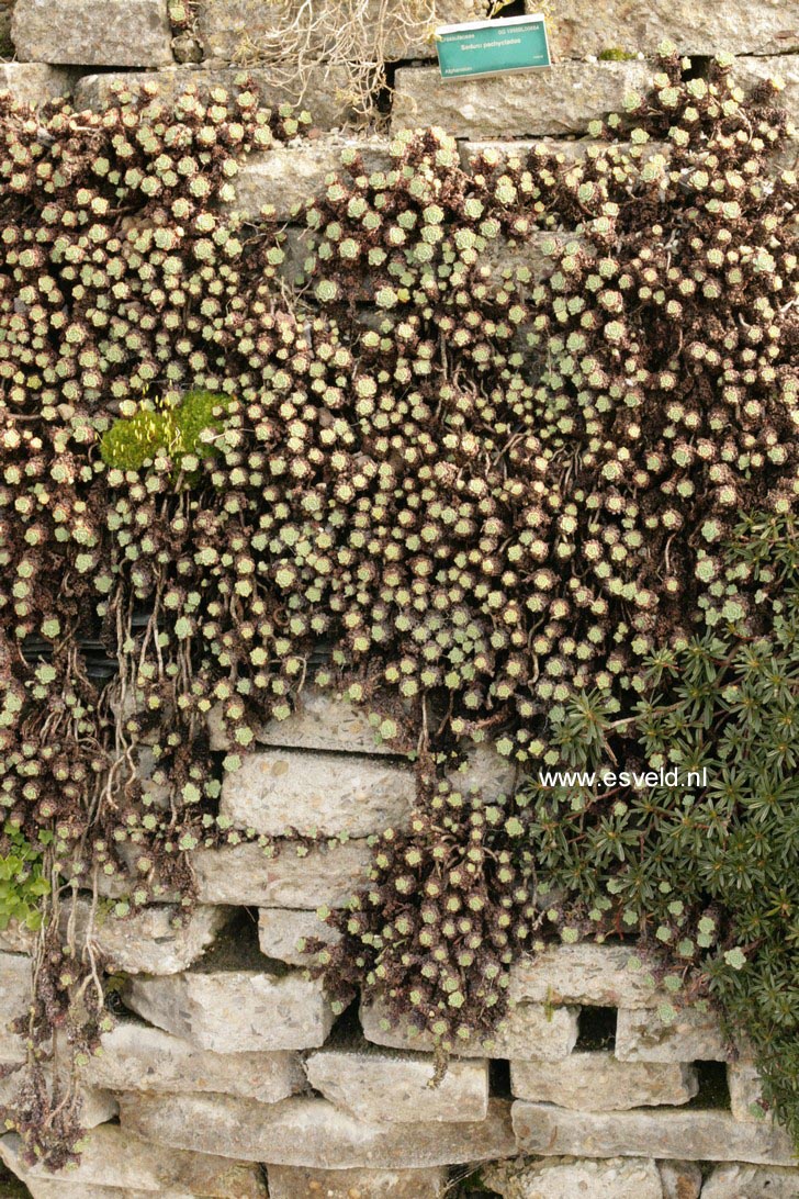 Sedum pachyclados