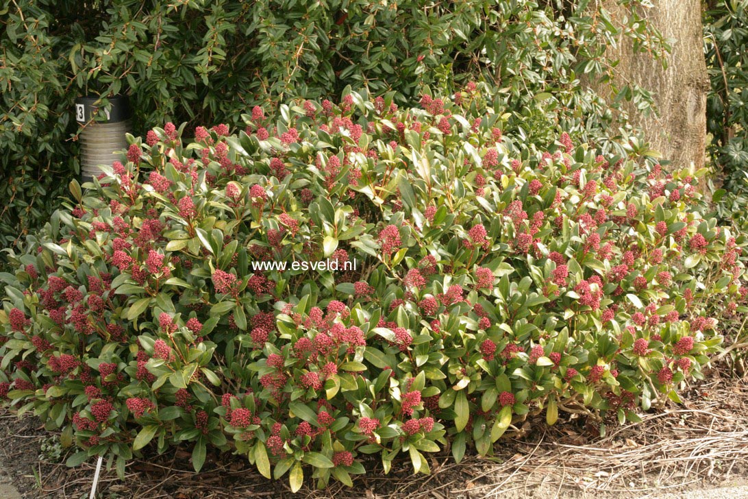 Skimmia japonica 'Rubella'