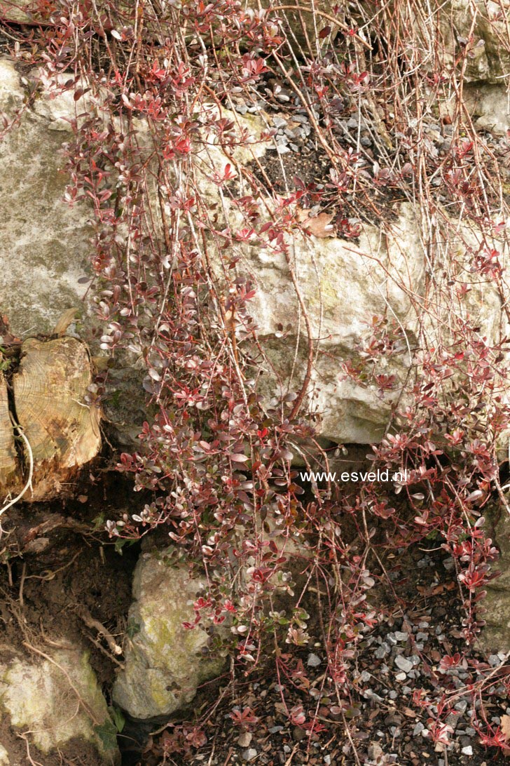 Arctostaphylos uva-ursi