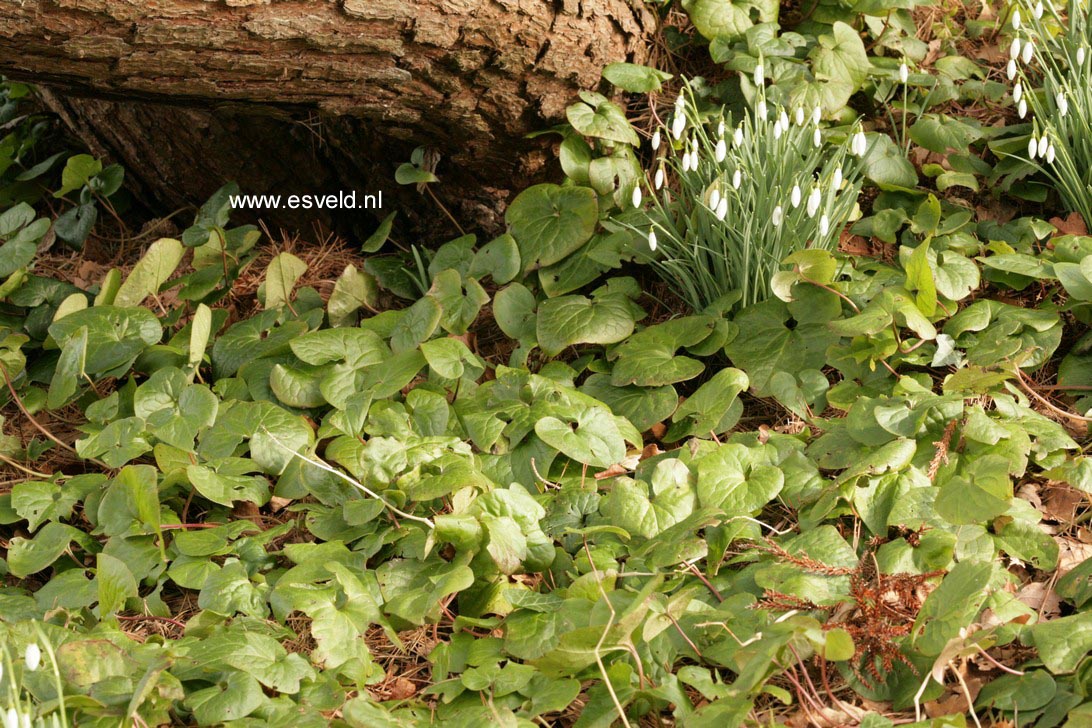 Asarum caudatum