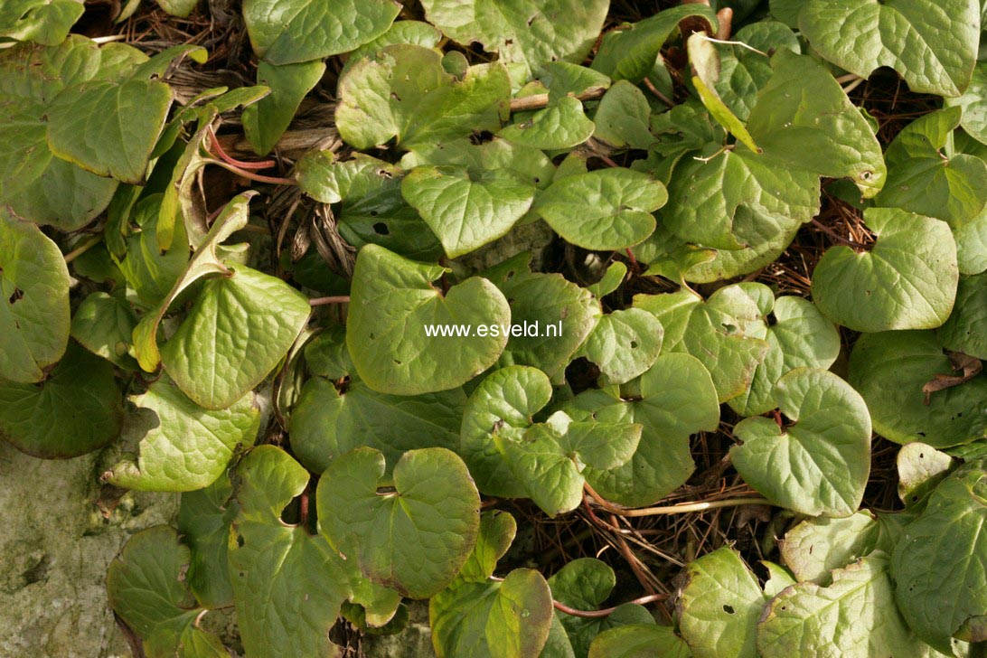 Asarum caudatum