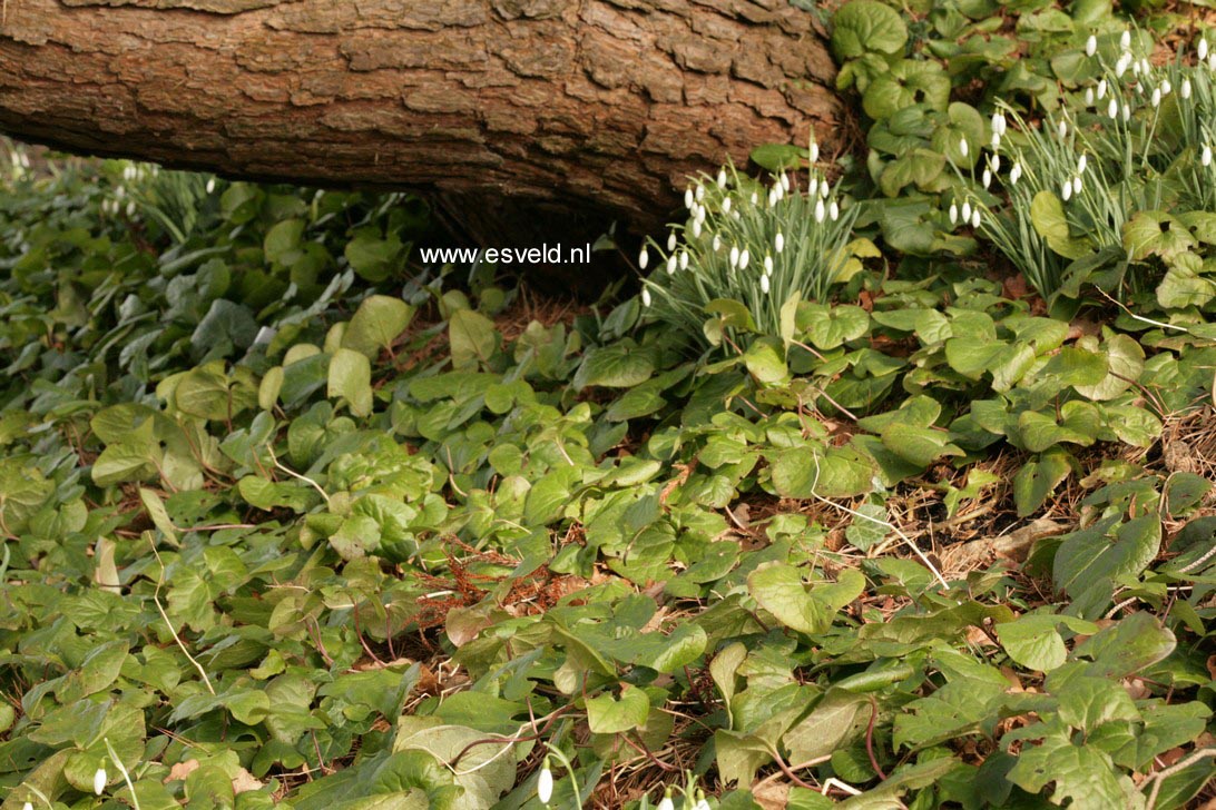 Asarum caudatum