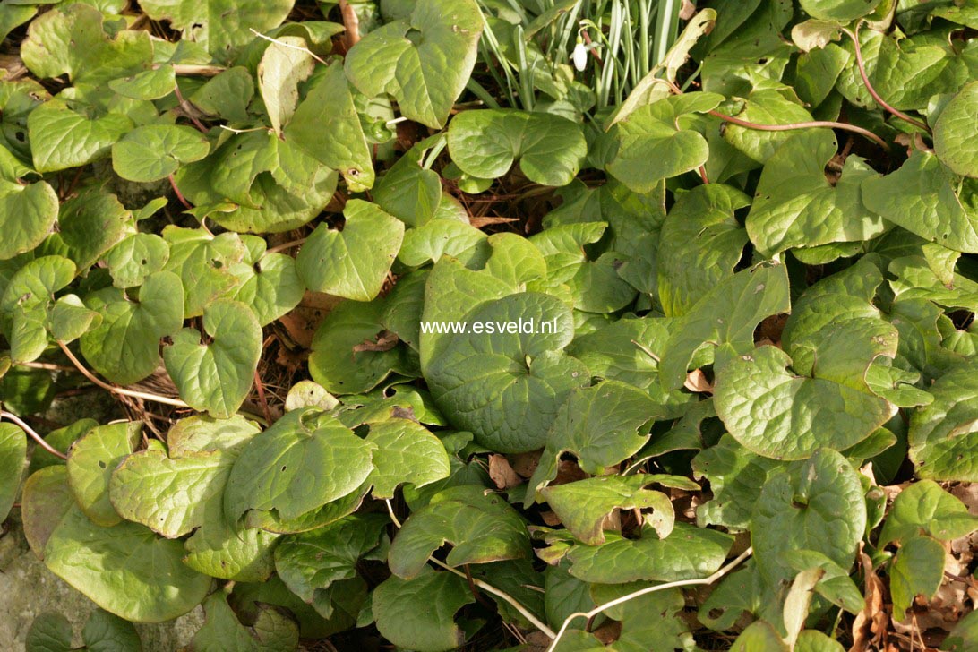 Asarum caudatum