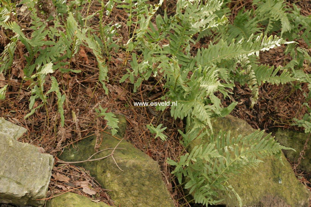 Polypodium vulgare