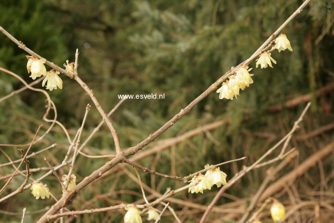 Chimonanthus praecox 'Concolor'