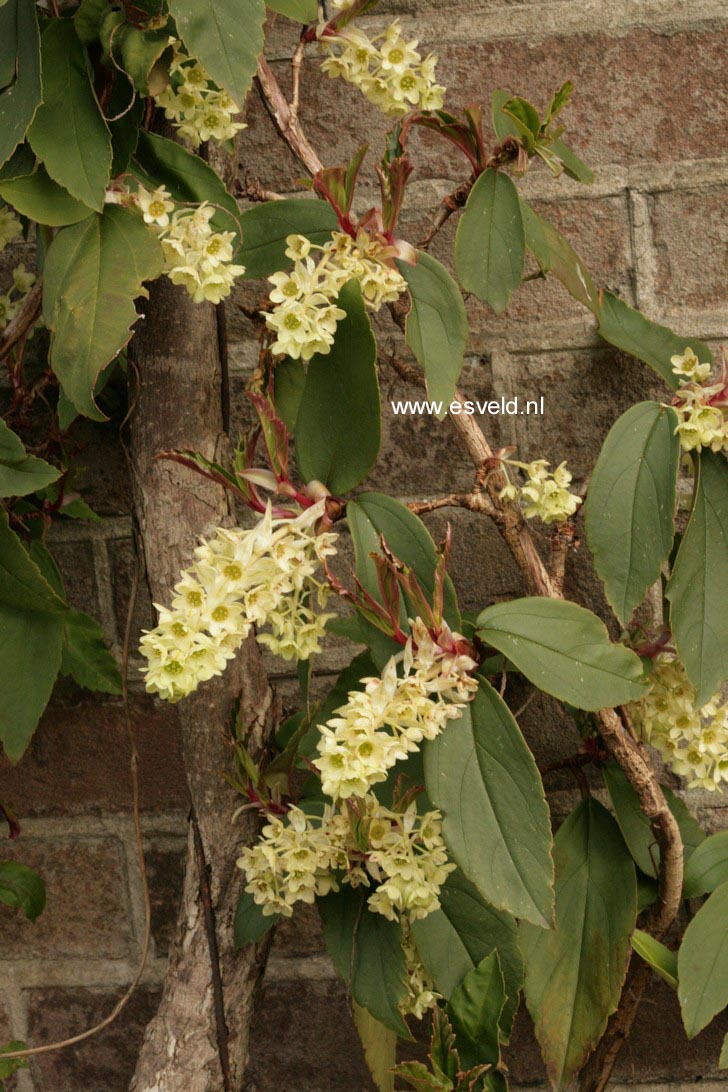 Ribes laurifolium