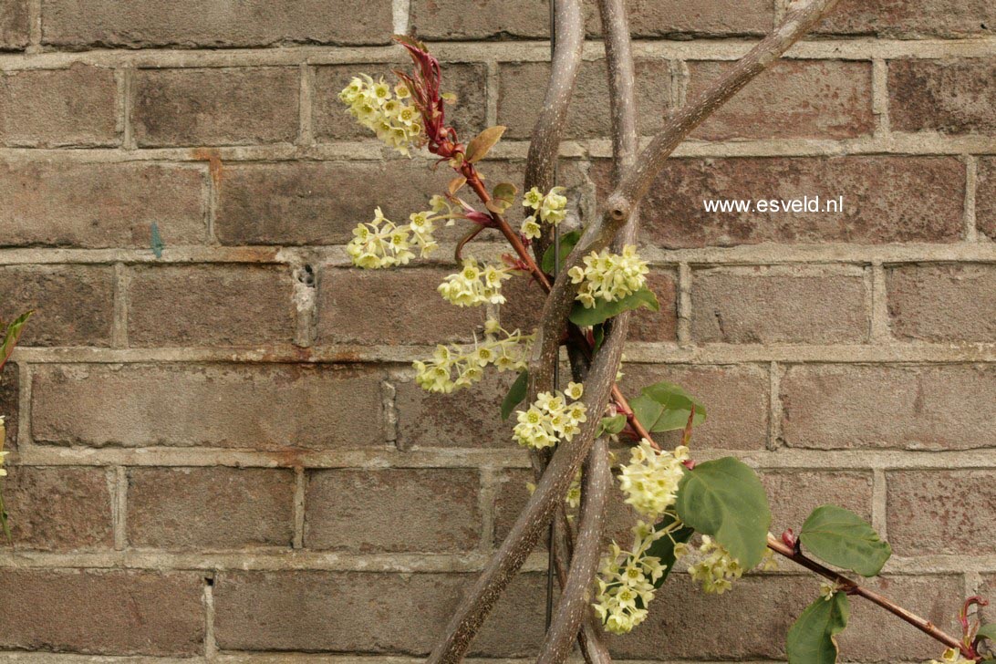 Ribes laurifolium