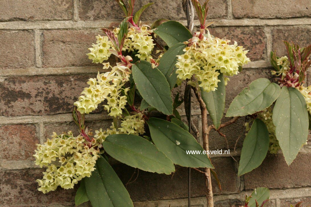 Ribes laurifolium