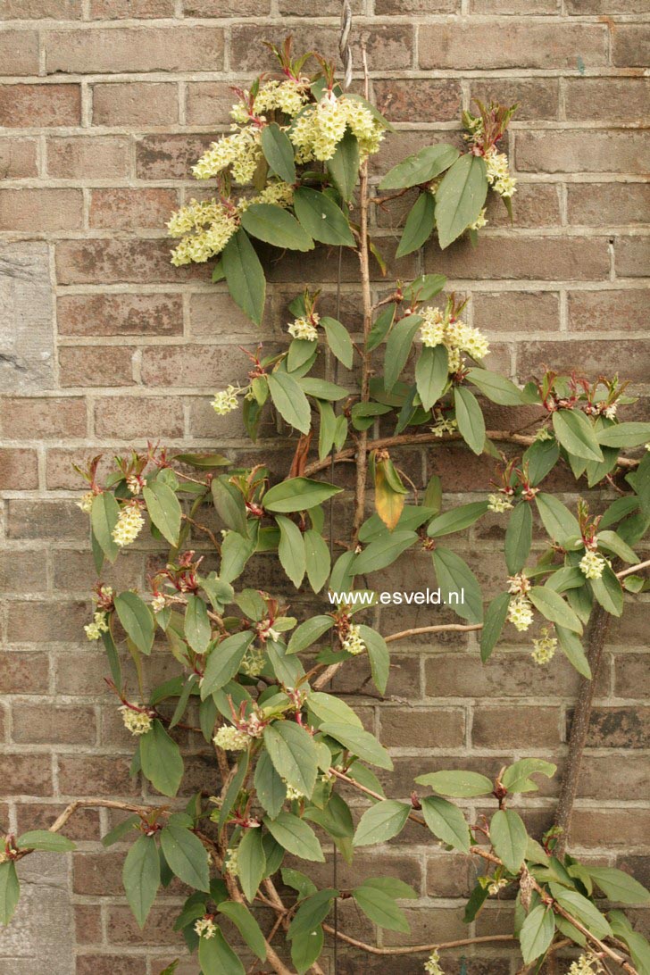 Ribes laurifolium