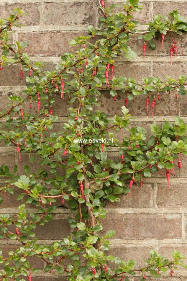 Ribes speciosum