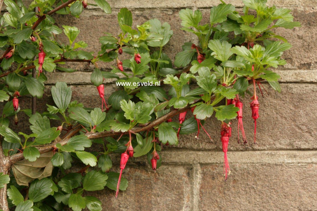 Ribes speciosum