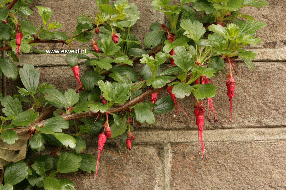 Ribes speciosum