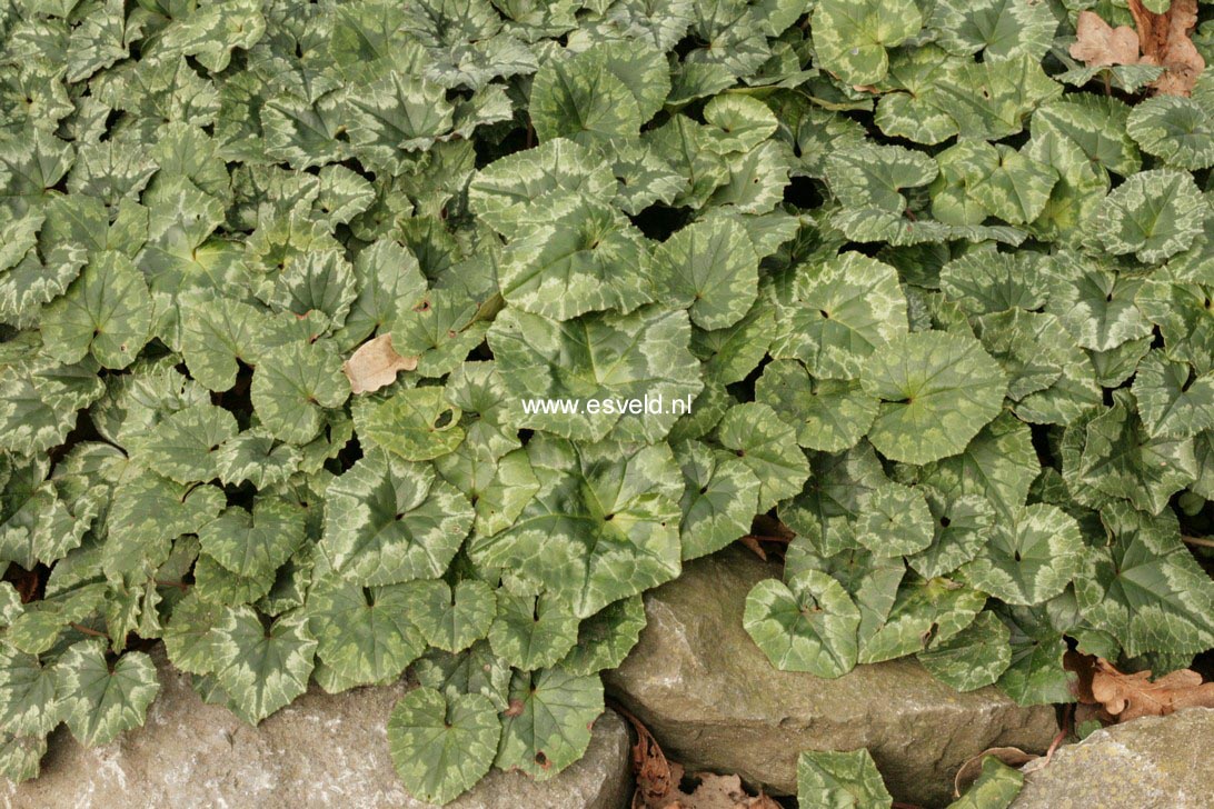 Cyclamen hederifolium