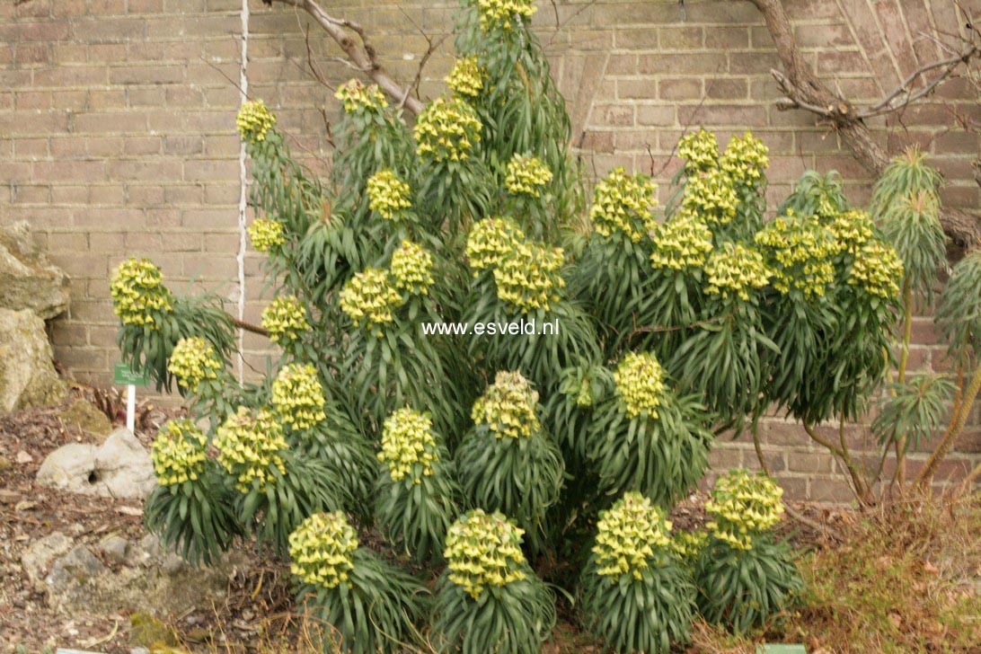 Euphorbia characias