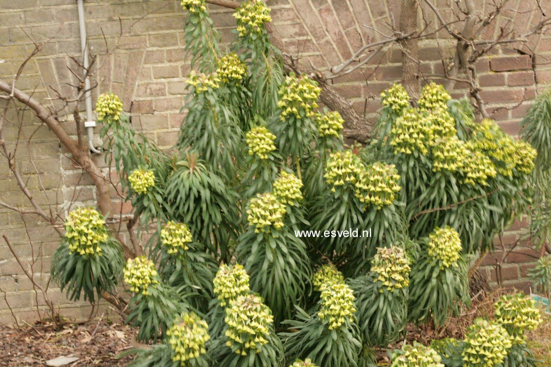 Euphorbia characias