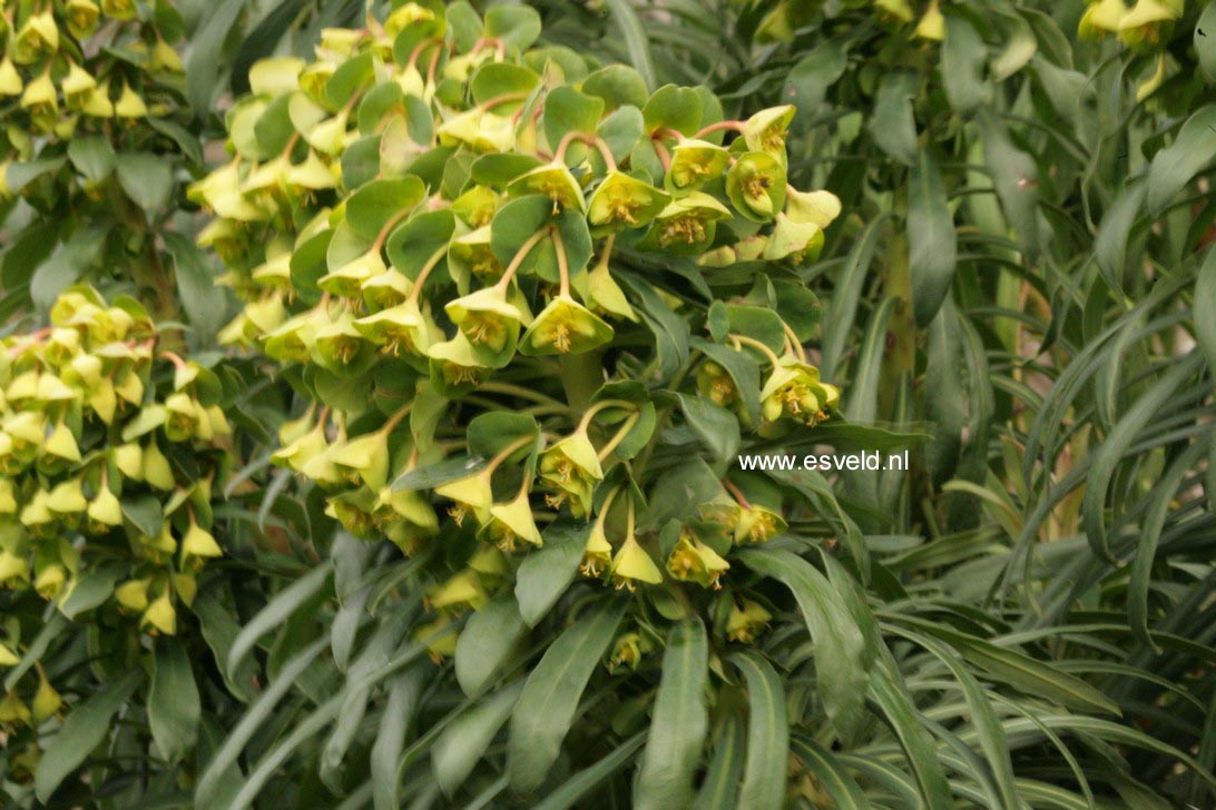 Euphorbia characias