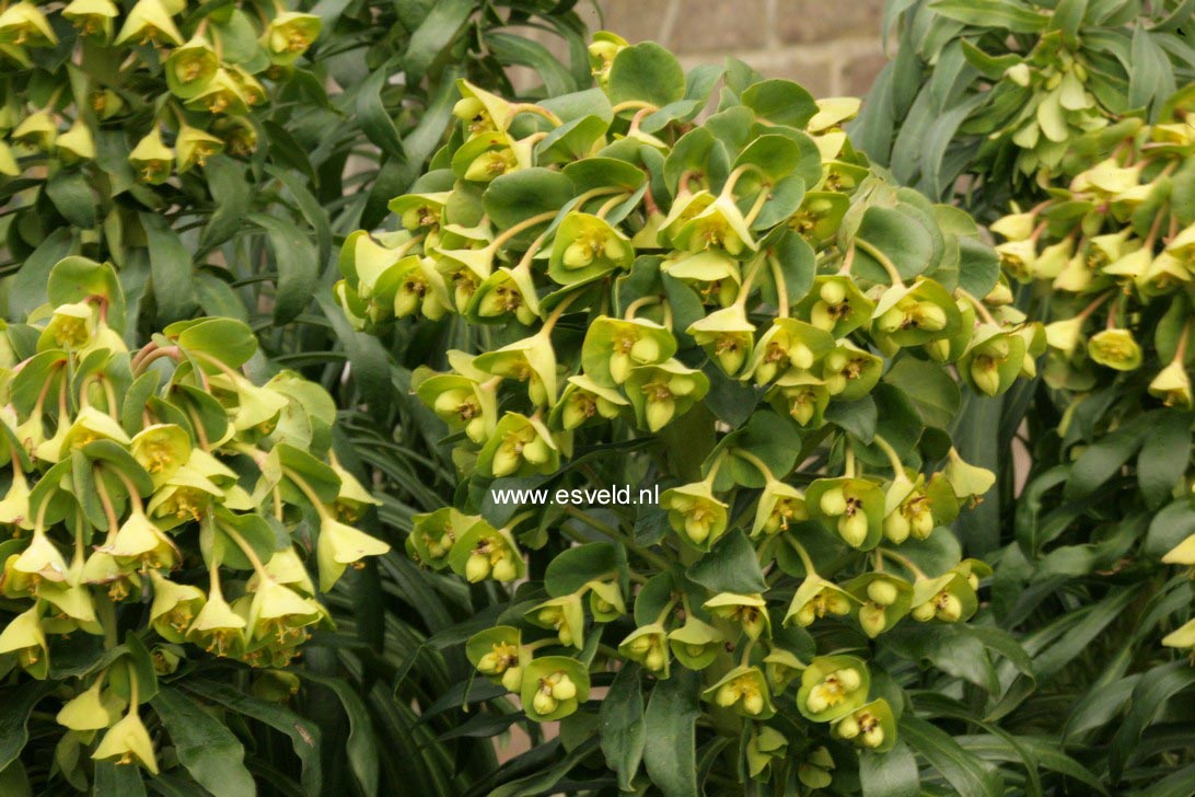 Euphorbia characias