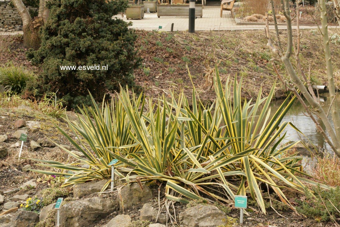 Yucca filamentosa 'Bright Edge'