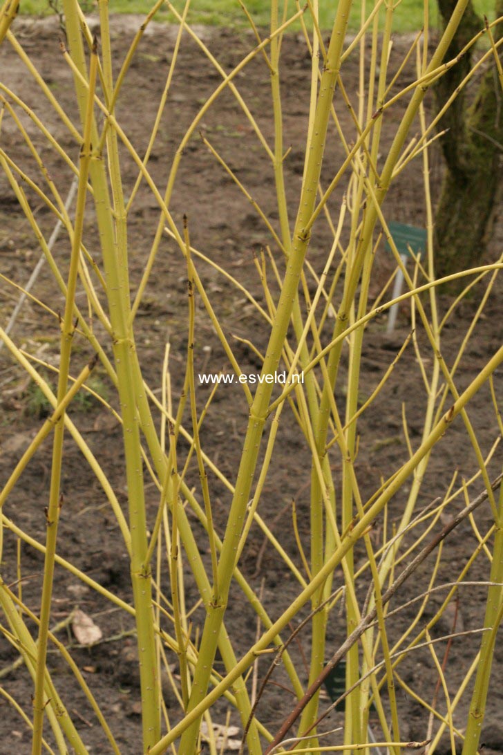 Cornus sericea 'Flaviramea'