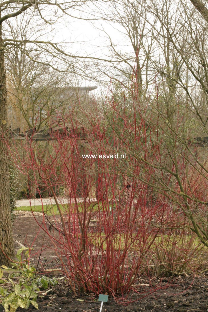 Cornus alba