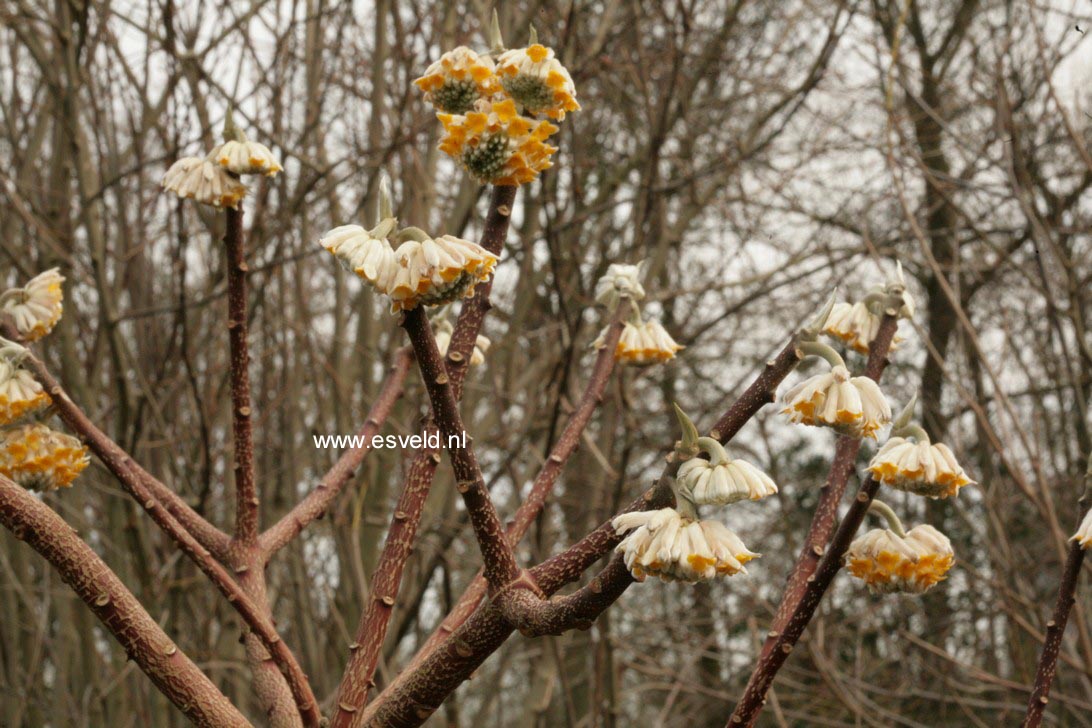 Edgeworthia chrysantha 'Grandiflora'