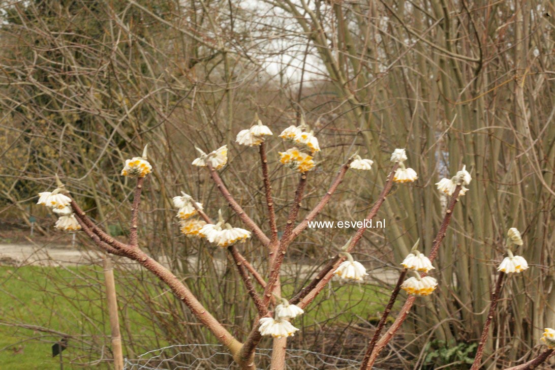 Edgeworthia chrysantha 'Grandiflora'