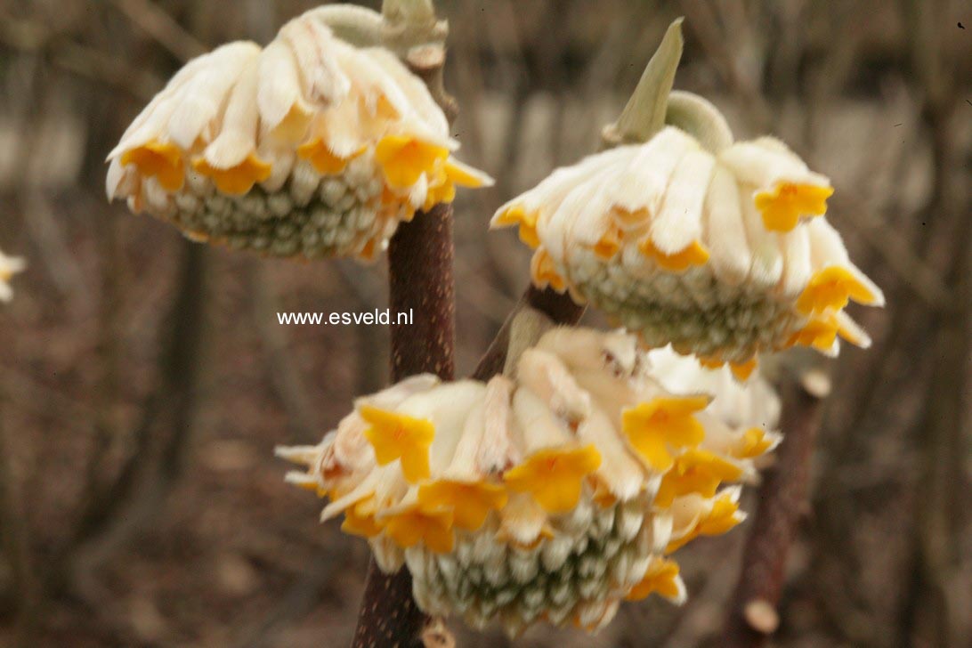 Edgeworthia chrysantha 'Grandiflora'