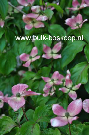 Cornus kousa 'Peve Satomi Compact'