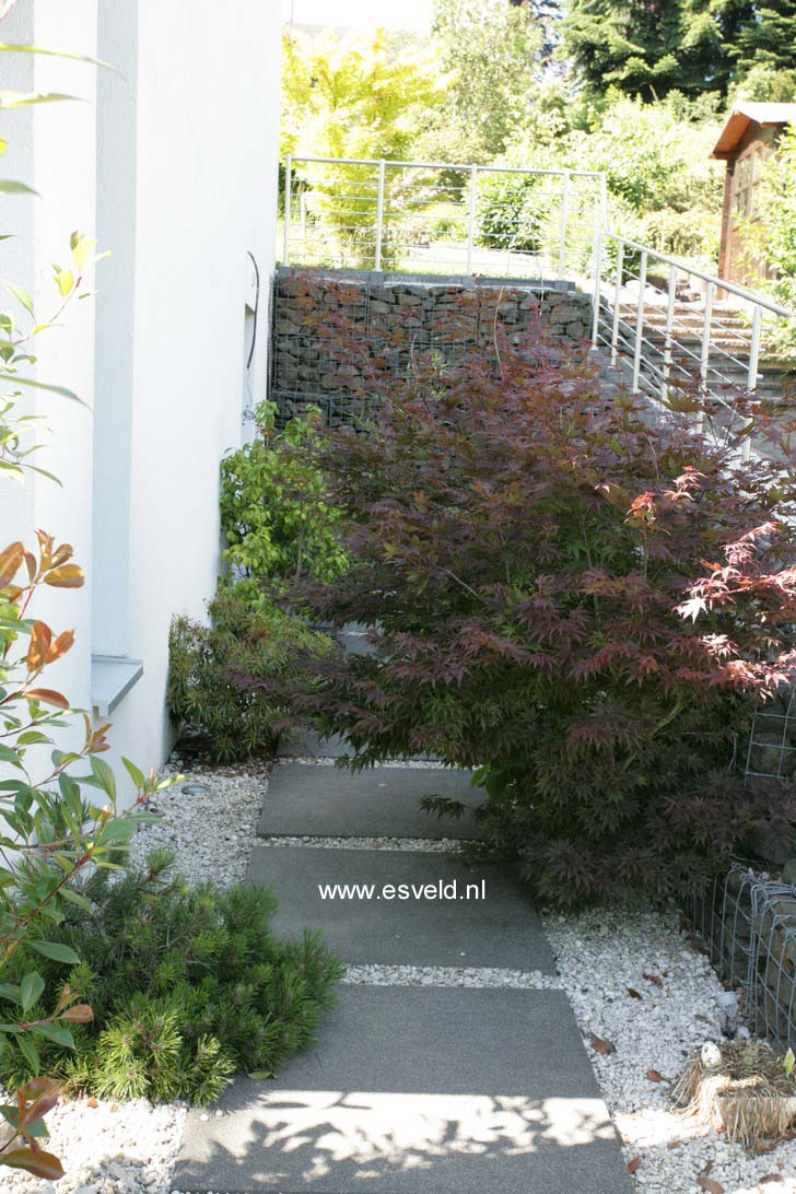 Acer palmatum 'Atropurpureum'