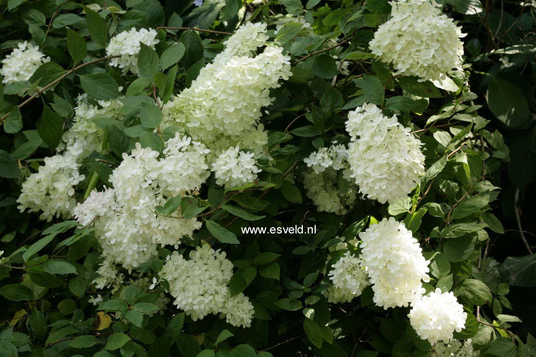 Hydrangea paniculata 'Darlido' (DART'S LITTLE DOT)