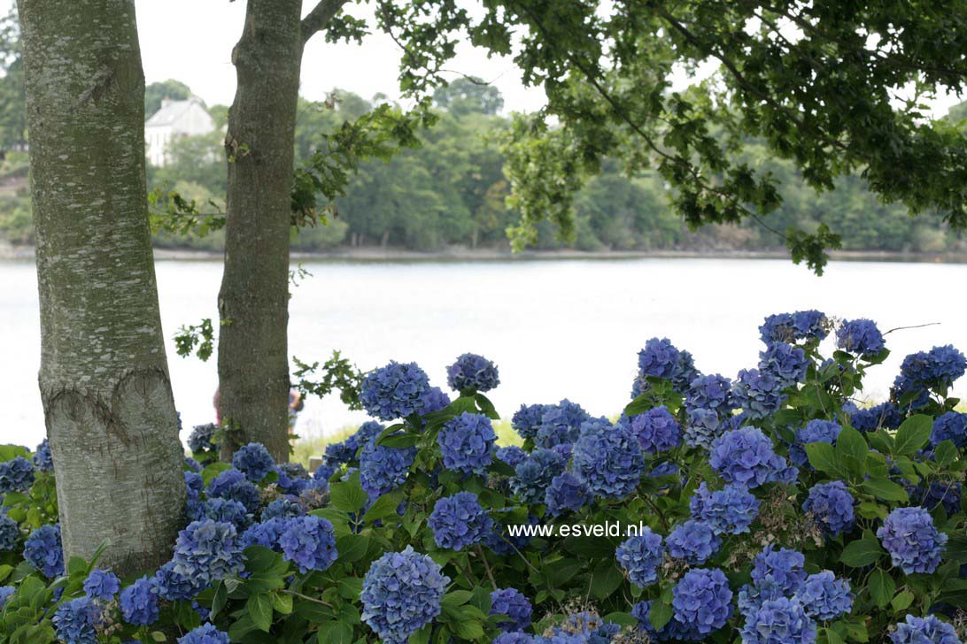 Hydrangea macrophylla