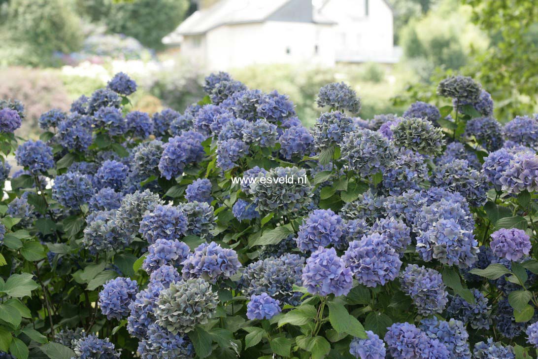 Hydrangea macrophylla 'Ami Pasquier'