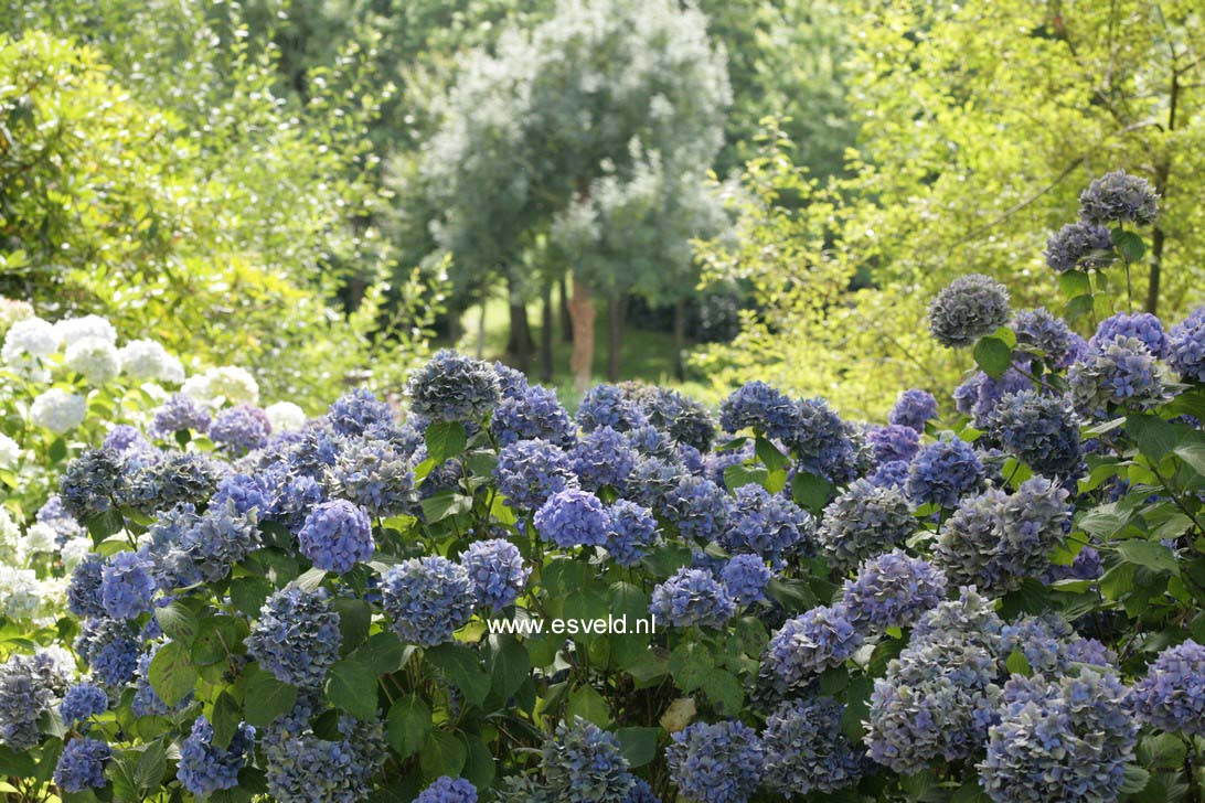 Hydrangea macrophylla 'Ami Pasquier'