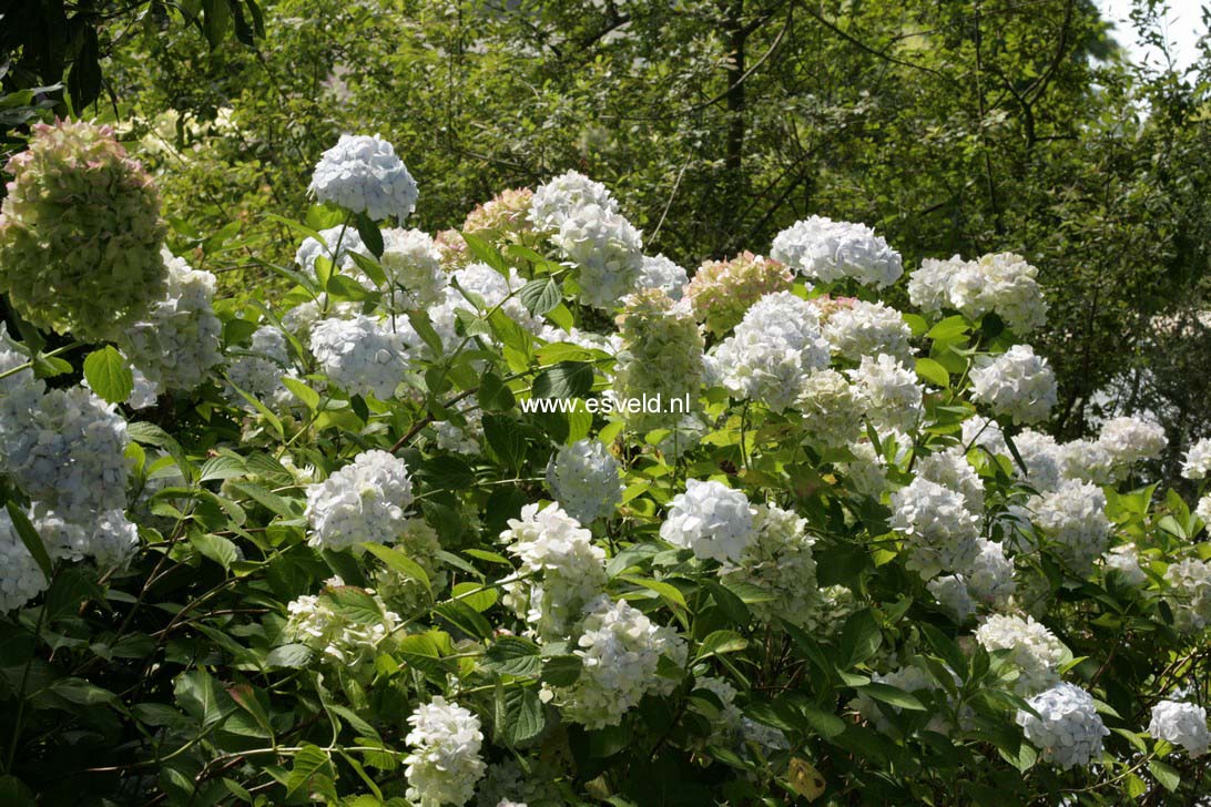 Hydrangea macrophylla 'Mme. E. Mouillere'