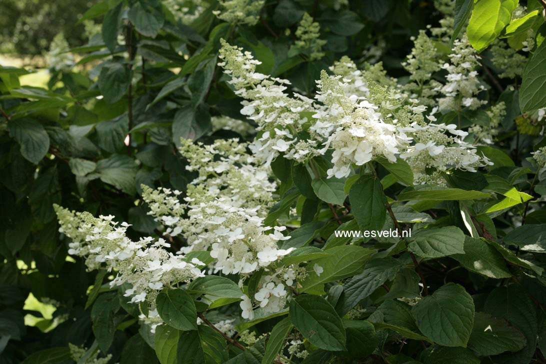 Hydrangea paniculata 'Tardiva'