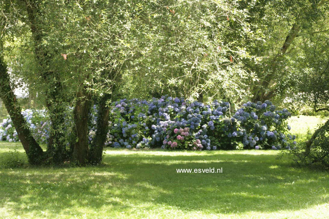 Hydrangea macrophylla