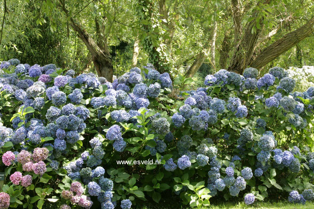 Hydrangea macrophylla 'Hamburg'