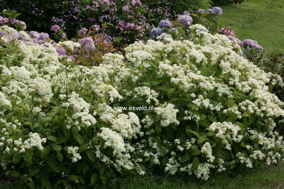 Hydrangea arborescens 'Hayes Starburst' (HOVARIA)
