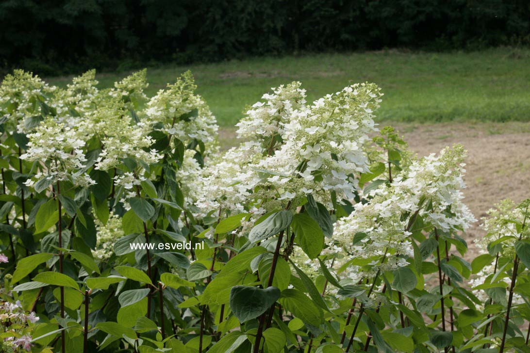 Hydrangea paniculata 'Ruby' (ANGELS BLUSH)