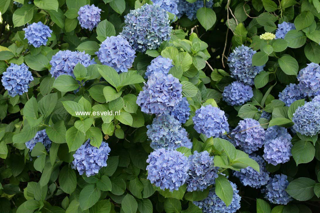 Hydrangea macrophylla 'Gartendirektor Kuehnert'