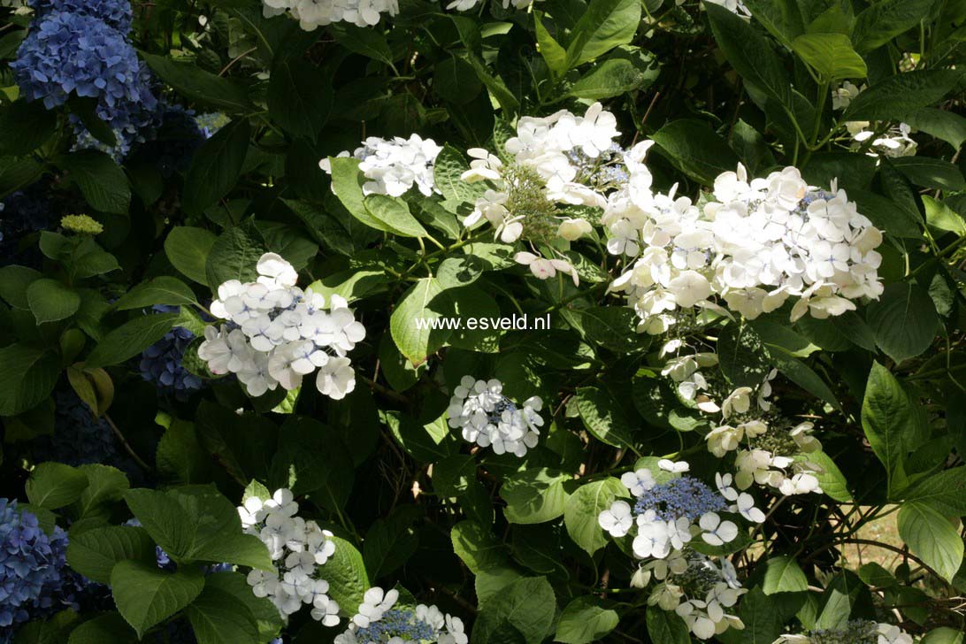 Hydrangea macrophylla 'Libelle'