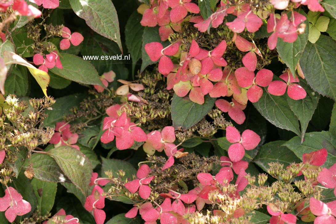 Hydrangea serrata 'Beni yama'