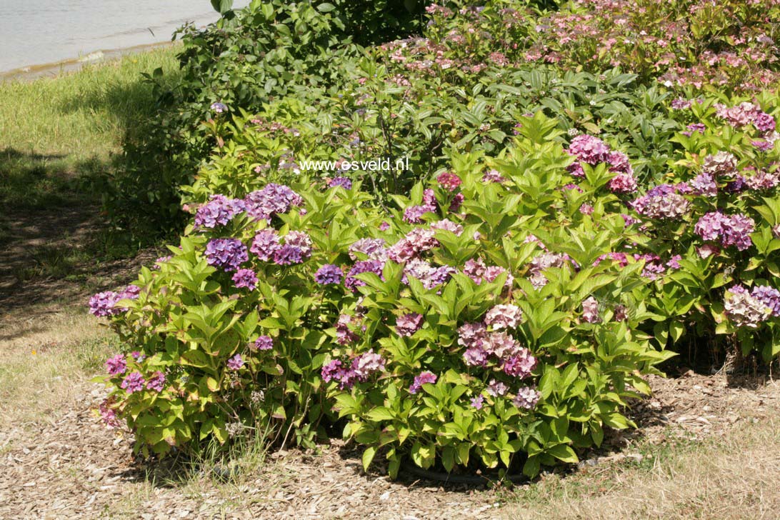 Hydrangea macrophylla 'Green Shadow'