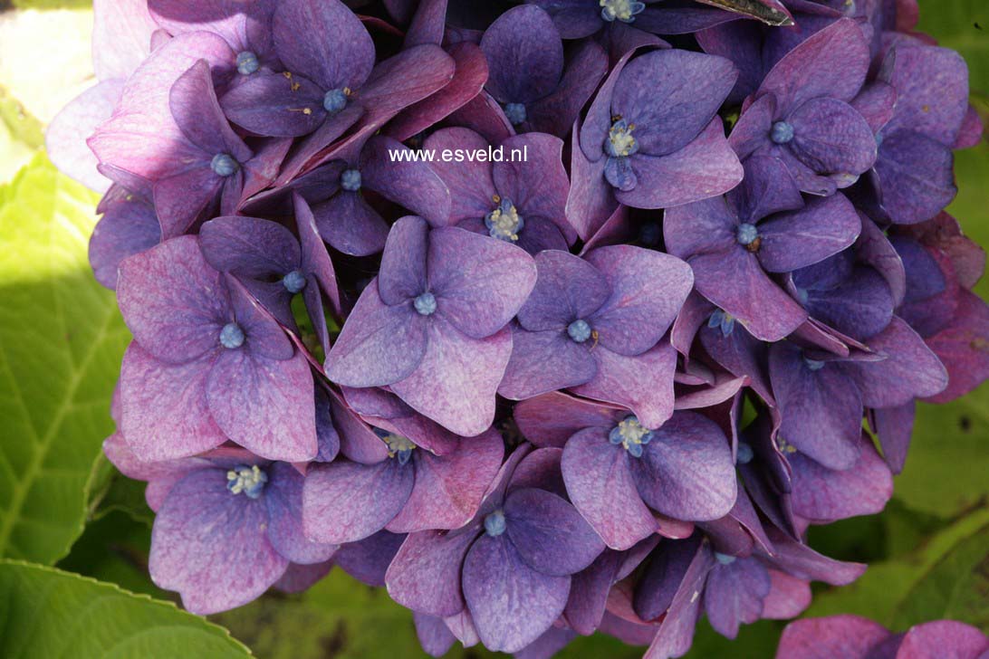 Hydrangea macrophylla 'Green Shadow'