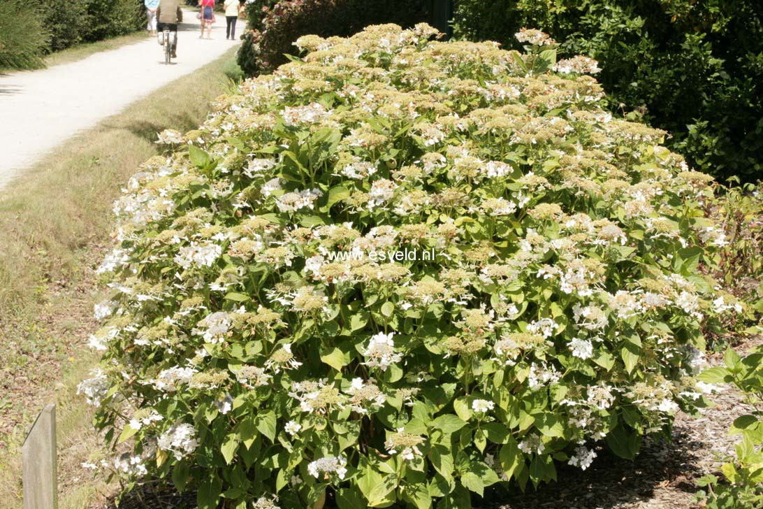 Hydrangea macrophylla 'Lanarth White'