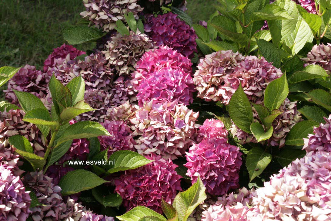 Hydrangea macrophylla 'Selma'