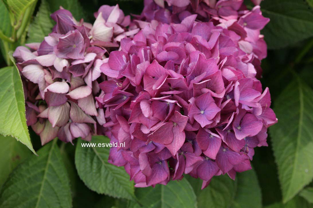 Hydrangea macrophylla 'Selma'